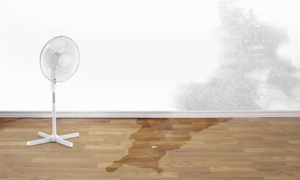 Best Local water damage restoration  in Farwell, TX